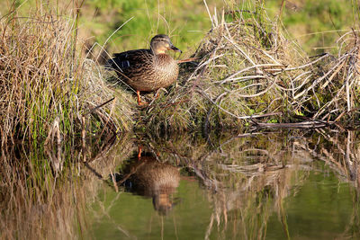 Close-up of bird perching on grass in lake