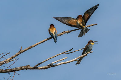 Low angle view of european bee-eaters perching on twig against clear sky