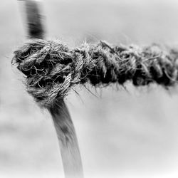 Close-up of insect on flower against sky