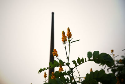Low angle view of flowering plant against clear sky