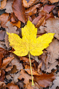 High angle view of yellow maple leaf on field