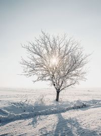 Bare tree on snow covered field against clear sky