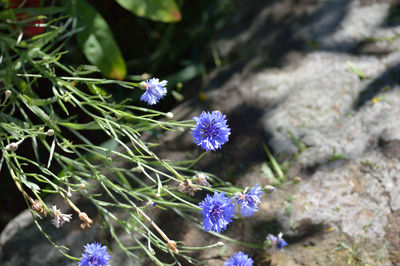 Close-up of purple flowers