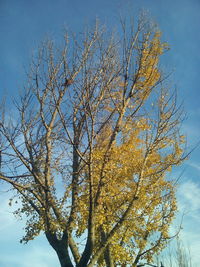 Low angle view of tree against sky