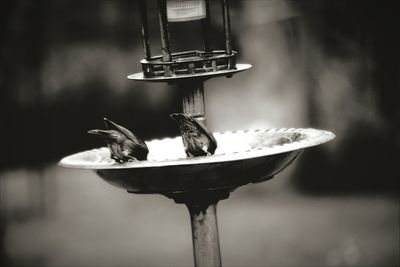 Close-up of bird perching on feeder