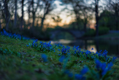 Purple flowering plants by trees