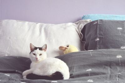 High angle view of cat sitting on bed at home