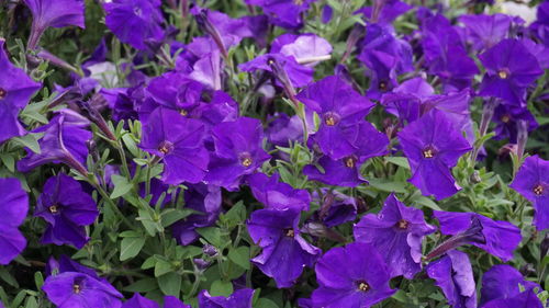 Close-up of purple flowers