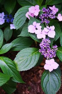 Close-up of flowers blooming outdoors