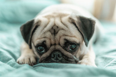 Close-up portrait of a dog