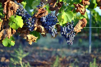 Close-up of grapes growing in vineyard