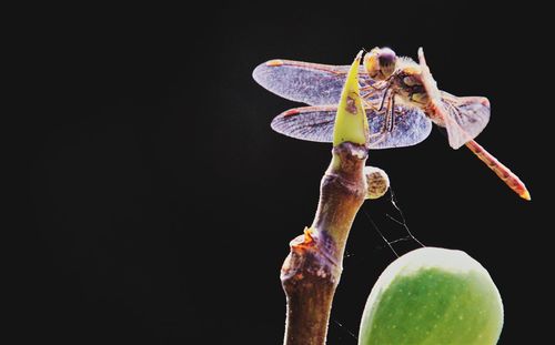 Close-up of insect on plant against black background