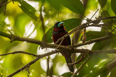 Bird perching on a tree