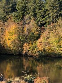 Scenic view of lake in forest during autumn