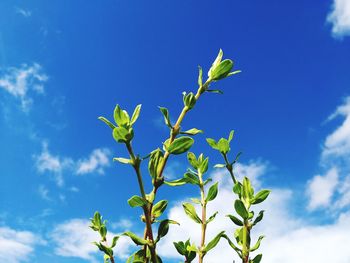 Low angle view of plant against blue sky