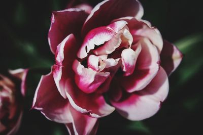 Close-up of pink rose