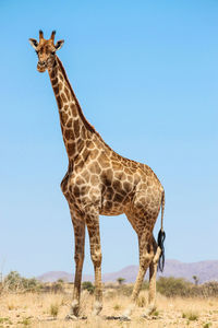 Giraffe on landscape against clear blue sky