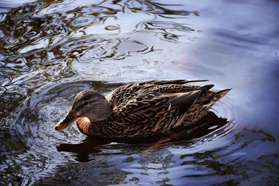 Duck swimming on lake