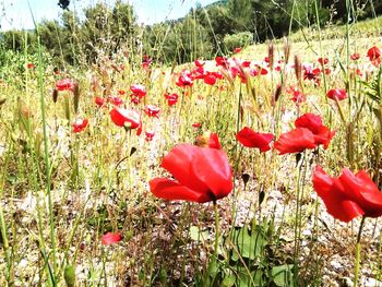 Red poppy blooming in field