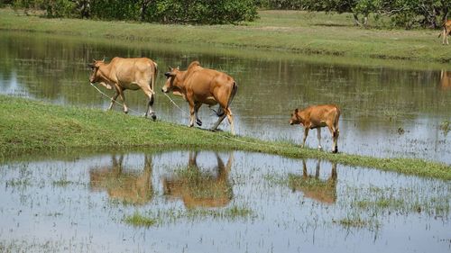 Cows in a lake