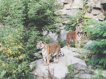 Zebra on rock against trees