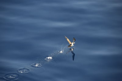 High angle view of a boat in sea