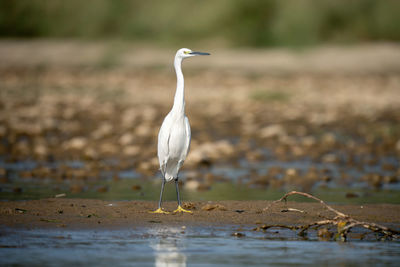 Gray heron standing at lakeshore