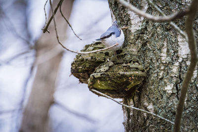 Close-up of bird perching on tree trunk