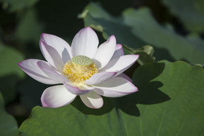 Close-up of purple water lily