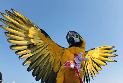 Low angle view of parrot on yellow flower against sky