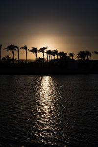 Silhouette of palm trees in swimming pool