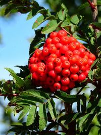 Close-up of red berries on tree