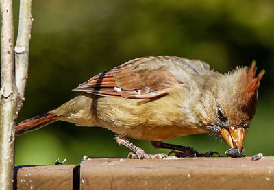 Close-up of bird perching on wood