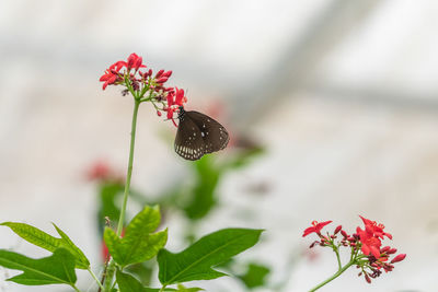 Close-up of red flowering plant