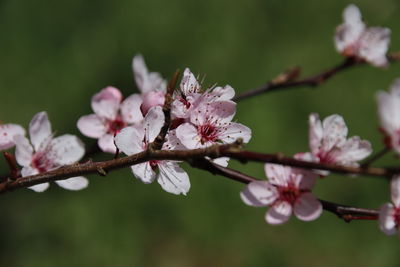 Close-up of cherry blossoms on tree