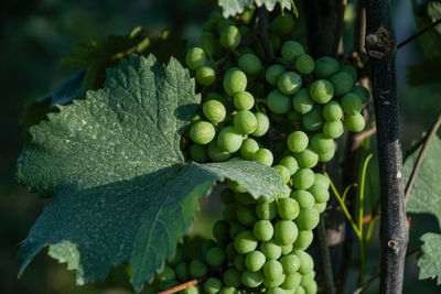 Close-up of grapes growing in vineyard