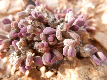 Close-up of dried plant at desert