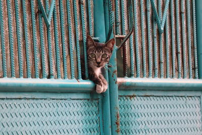 Portrait of cat on metal fence