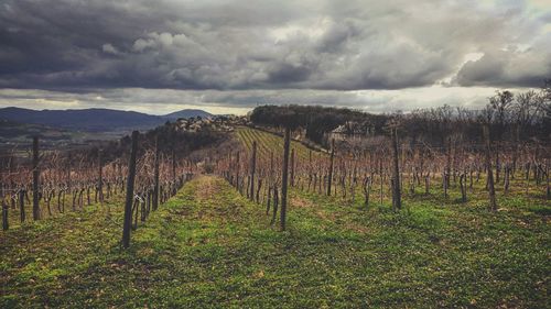 Scenic view of field against cloudy sky