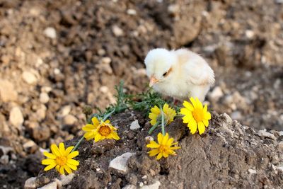 High angle view of yellow flower on field