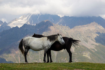Horse standing on field against mountain