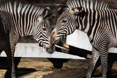View of zebra standing
