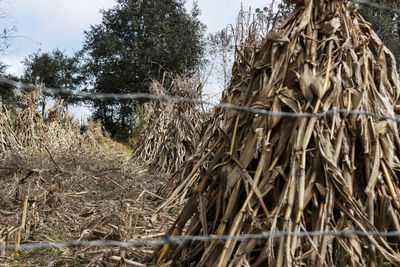 Stack of hay on field against trees in forest