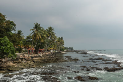 Palm trees on beach against sky