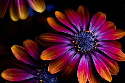 Close-up of purple flowers