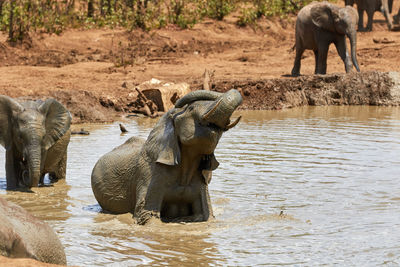 African elephant playing in the water