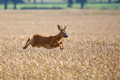 Side view of deer on field