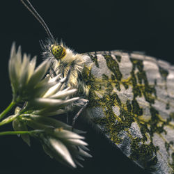 Close-up of butterfly on plant