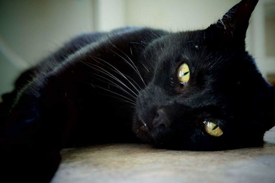 CLOSE-UP PORTRAIT OF BLACK CAT LYING ON FLOOR