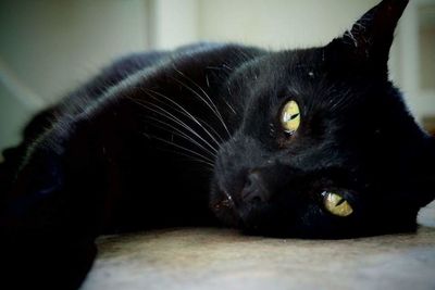 Close-up portrait of black cat